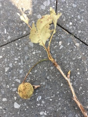 Platanus