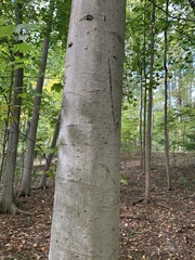 Fagus grandifolia