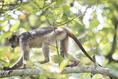Piliocolobus tephrosceles