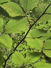 Fagus grandifolia