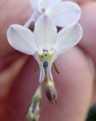 Lobelia erinus