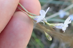 Lobelia erinus