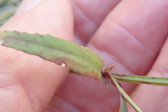 Lobelia erinus