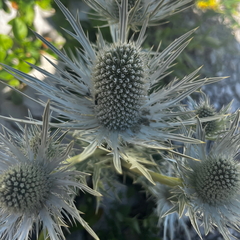 Eryngium spinalba, photograph (c) Fabien Anthelme, some rights reserved (CC BY-SA)