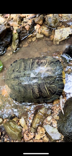 Trachemys scripta elegans