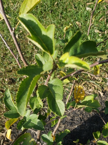 Malus sargentii, photographed by an iNaturalist contributor