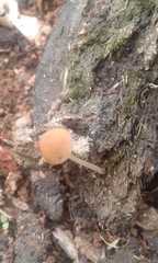 Fungi