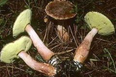 Aureoboletus projectellus