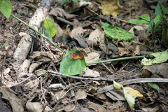 Acraea pharsalus