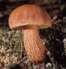 Aureoboletus projectellus