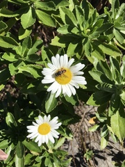 Asteraceae