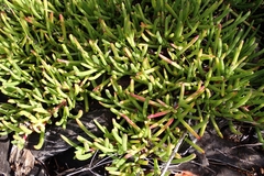 Carpobrotus muirii, photograph (c) Karen Eichholz, some rights reserved (CC BY)