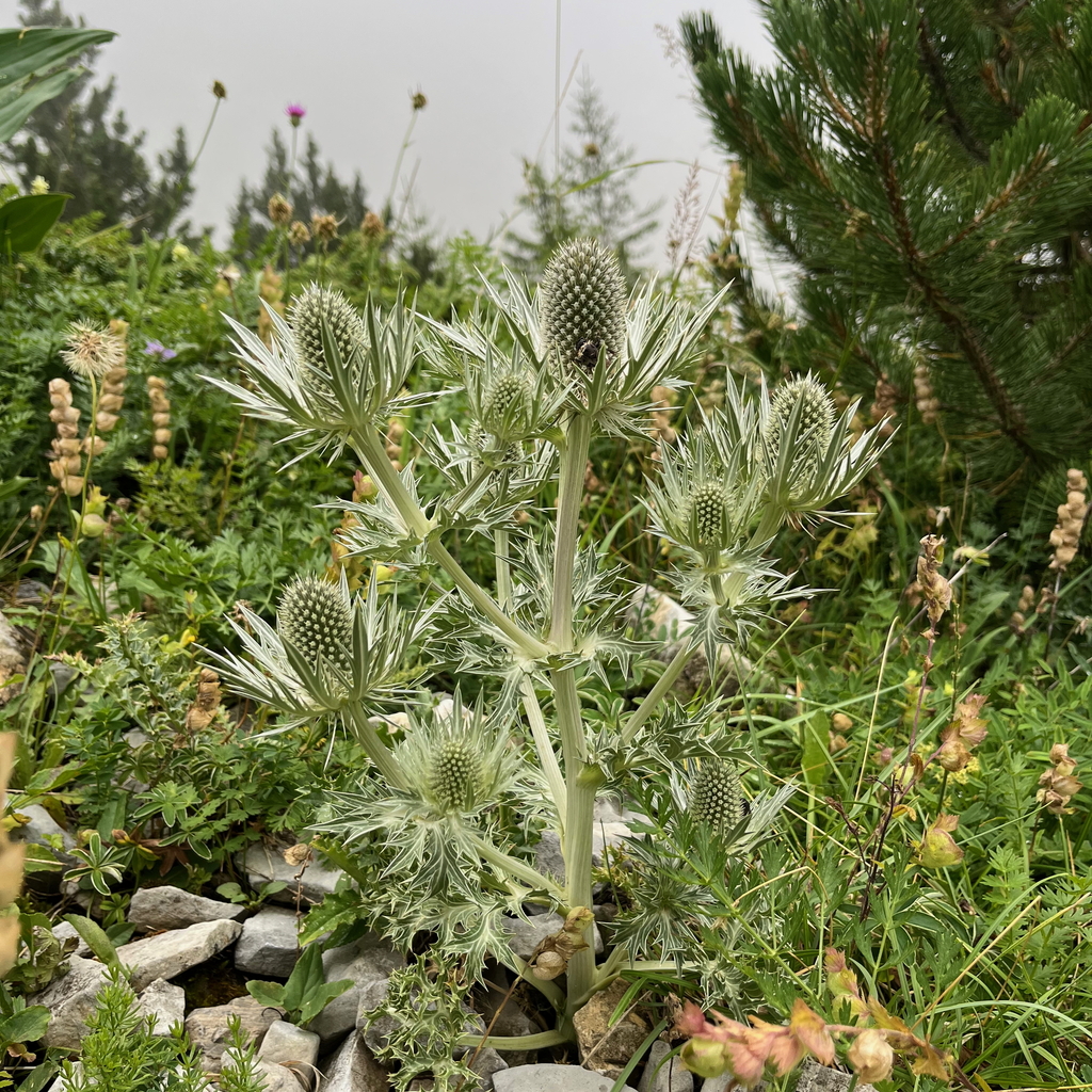 Eryngium spinalba; photograph (c) Fabien Anthelme, some rights reserved (CC BY-SA)
