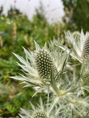 (c) Fabien Anthelme, some rights reserved (CC BY-SA) Eryngium spinalba, photograph (c) Fabien Anthelme, some rights reserved (CC BY-SA)