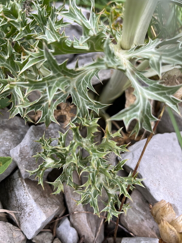 Eryngium spinalba, photograph 5