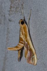 Agathodes ostentalis