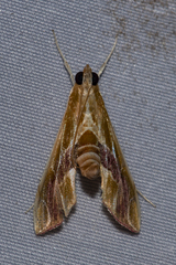 Agathodes ostentalis