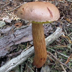Aureoboletus projectellus