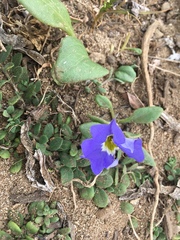 Nolana paradoxa