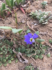 Nolana paradoxa
