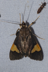 Ulopeza