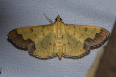Meroctena tullalis