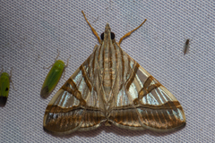 Agrioglypta