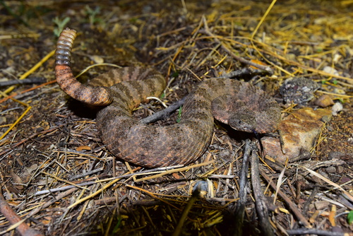 Tiger Rattlesnake