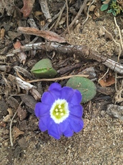 Nolana paradoxa