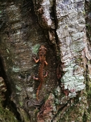 Speleomantes italicus