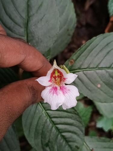Impatiens campanulata, photograph 2