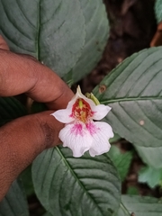 Impatiens campanulata, photograph Pranav Chandra Bose, CC BY, iNaturalist via GBIF