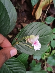 Impatiens campanulata, photograph Pranav Chandra Bose, CC BY, iNaturalist via GBIF