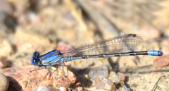 Argia alberta