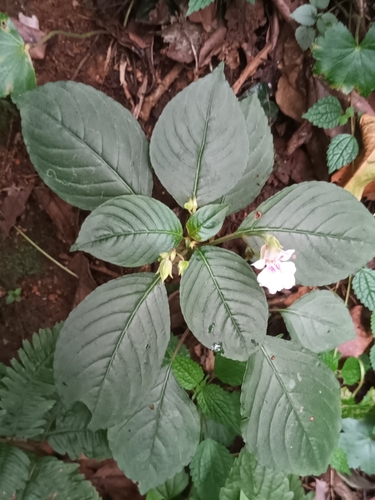 Impatiens campanulata, photograph 4
