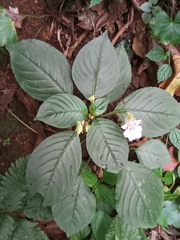 Impatiens campanulata, photograph Pranav Chandra Bose, CC BY, iNaturalist via GBIF