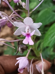 Calanthe × dominyi