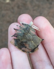Trachemys scripta