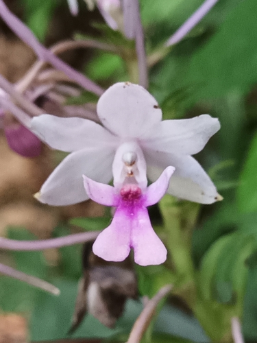 Calanthe × dominyi, photograph 1