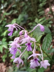 Pranav Chandra Bose, CC BY, iNaturalist via GBIF Calanthe × dominyi, photograph Pranav Chandra Bose, CC BY, iNaturalist via GBIF