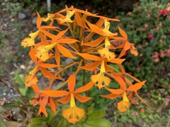 Epidendrum splendens