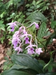 Pranav Chandra Bose, CC BY, iNaturalist via GBIF Calanthe × dominyi, photograph Pranav Chandra Bose, CC BY, iNaturalist via GBIF
