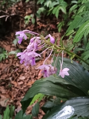 Calanthe × dominyi, photograph Pranav Chandra Bose, CC BY, iNaturalist via GBIF