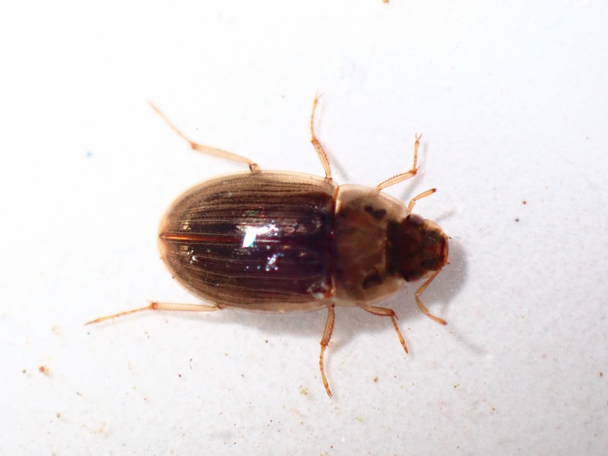 Helochares lividus