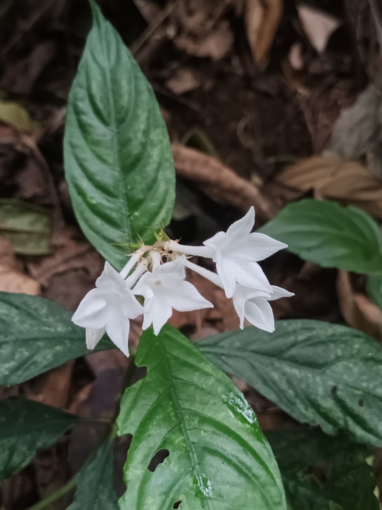 Ophiorrhiza roxburghiana