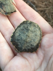Trachemys scripta