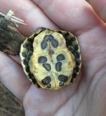 Trachemys scripta