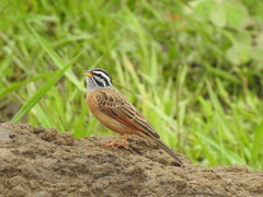Emberiza goslingi
