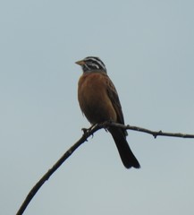 Emberiza goslingi
