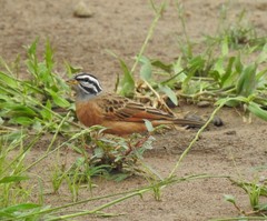 Emberiza goslingi